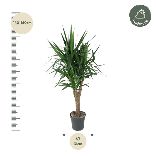 Yucca Elefantipes 150 cm – Eleganter Elefantenfuß im Topf