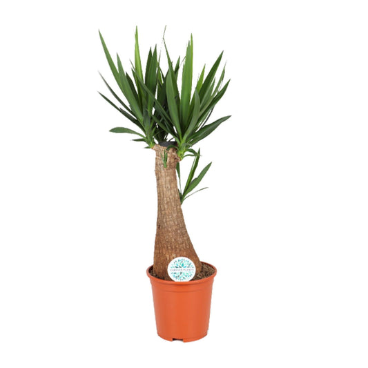 Yucca - Ø24cm - ↕105cm