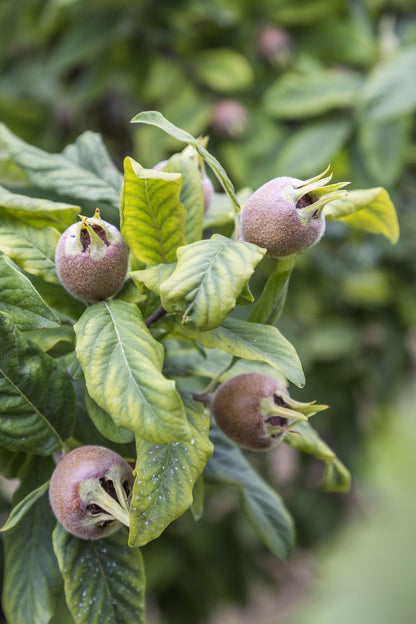 Mespilus germanica 'Westerfield' - Ø23cm - ↕120cm