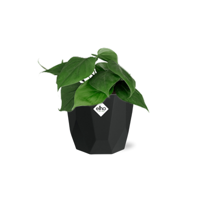 Philodendron Scandens in 14cm b.for rock living black