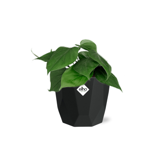 Philodendron Scandens in 14cm b.for rock living black