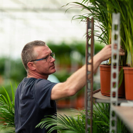 Yucca Palme 100 cm im Korb – Pflegeleicht & Stilvoll