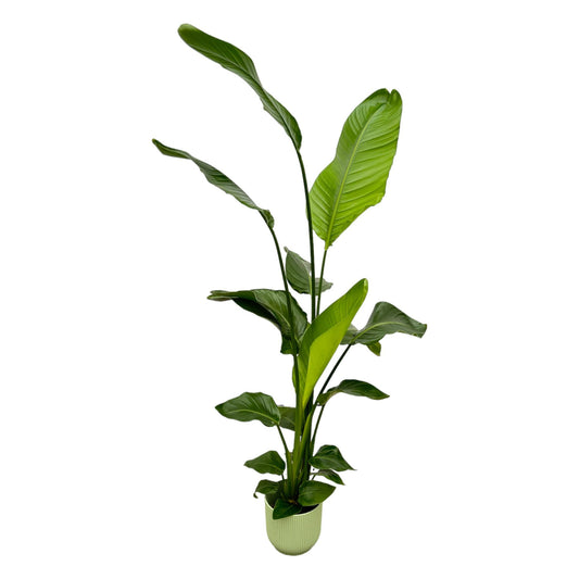 Strelitzie Nicolai – Weiße Paradiesvogelblume 130 cm