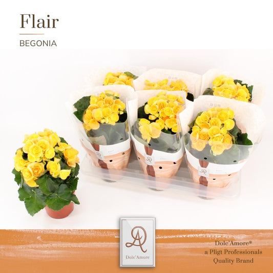 Begonia Nadine P14 Dolc'Amore® Flair - Ø14cm - ↕31cm