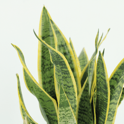 2x Sansevieria Laurentii - Frauenzunge - 40cm - ø14