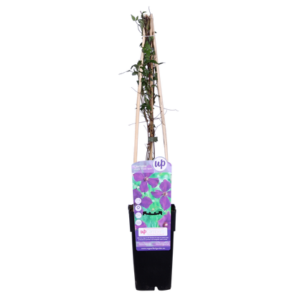 3x - Clematis Viticella 'Polish Spirit' - ↨65cm - Ø15