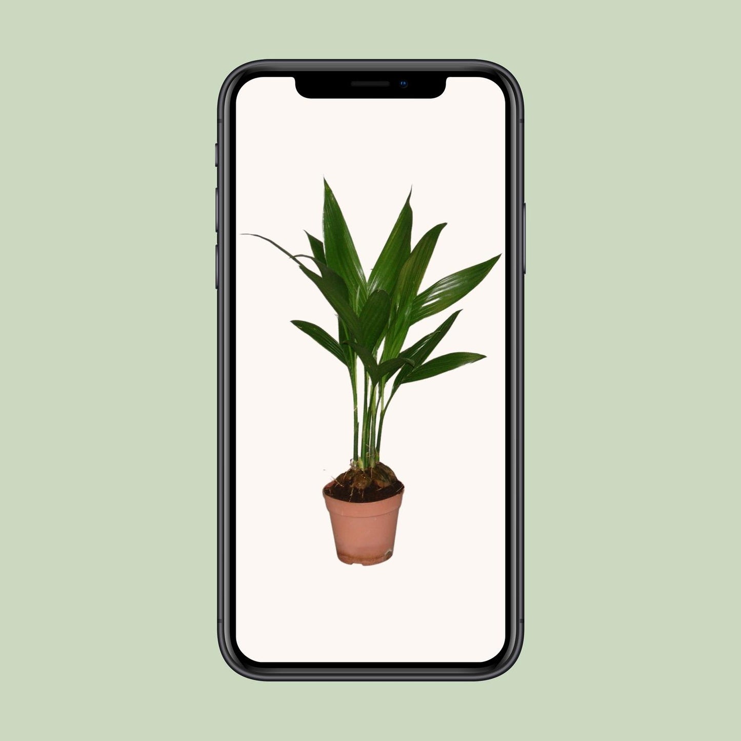 Areca Catechu - Ø12cm - ↕50cm