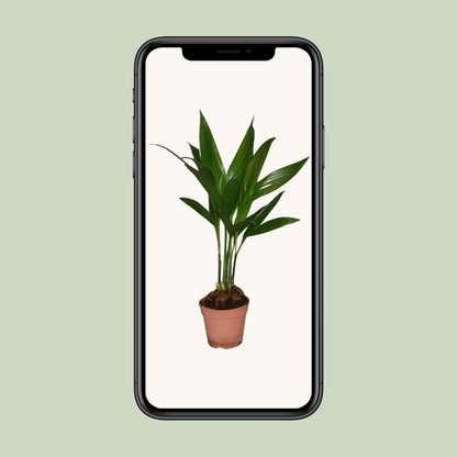 Areca Catechu - Ø12cm - ↕50cm