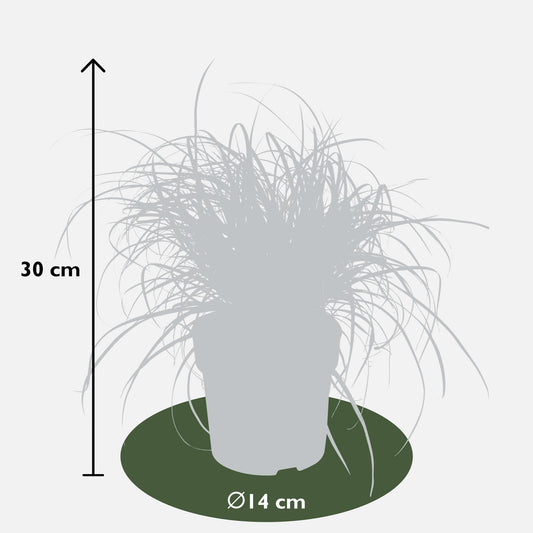 Uncinia Rubra - Ø14cm - ↕30cm