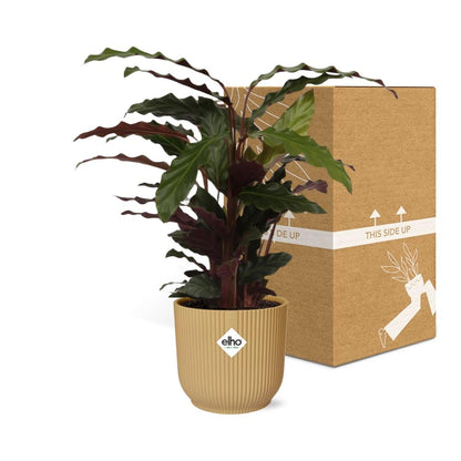Calathea Rufibarba ‘Tropistar’ in ELHO Vibes Fold 14cm geel