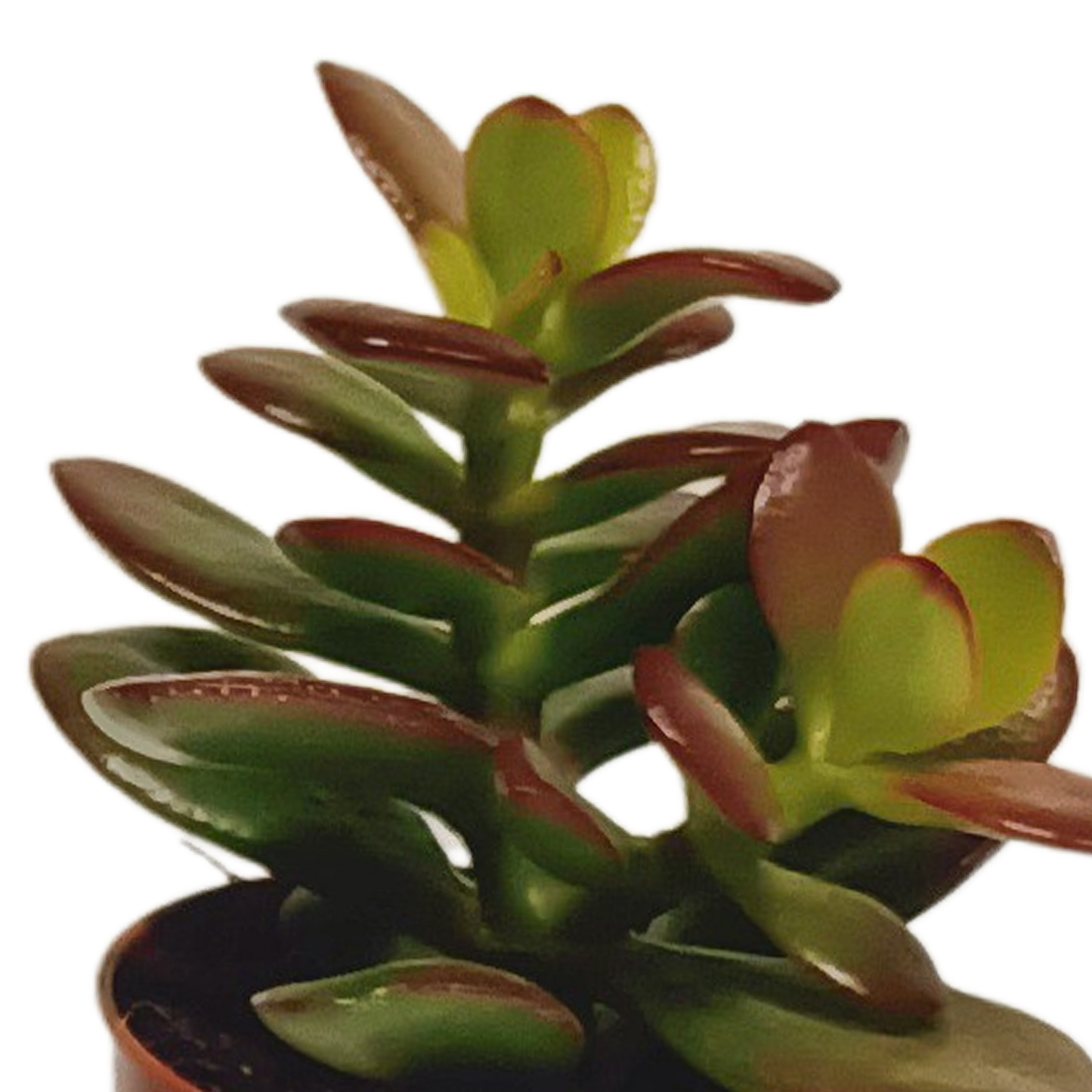 Vetplanten-Mischung 5,5 cm - 10x - zonder pot