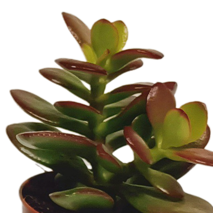Vetplanten-Mischung 5,5 cm - 10x - zonder pot