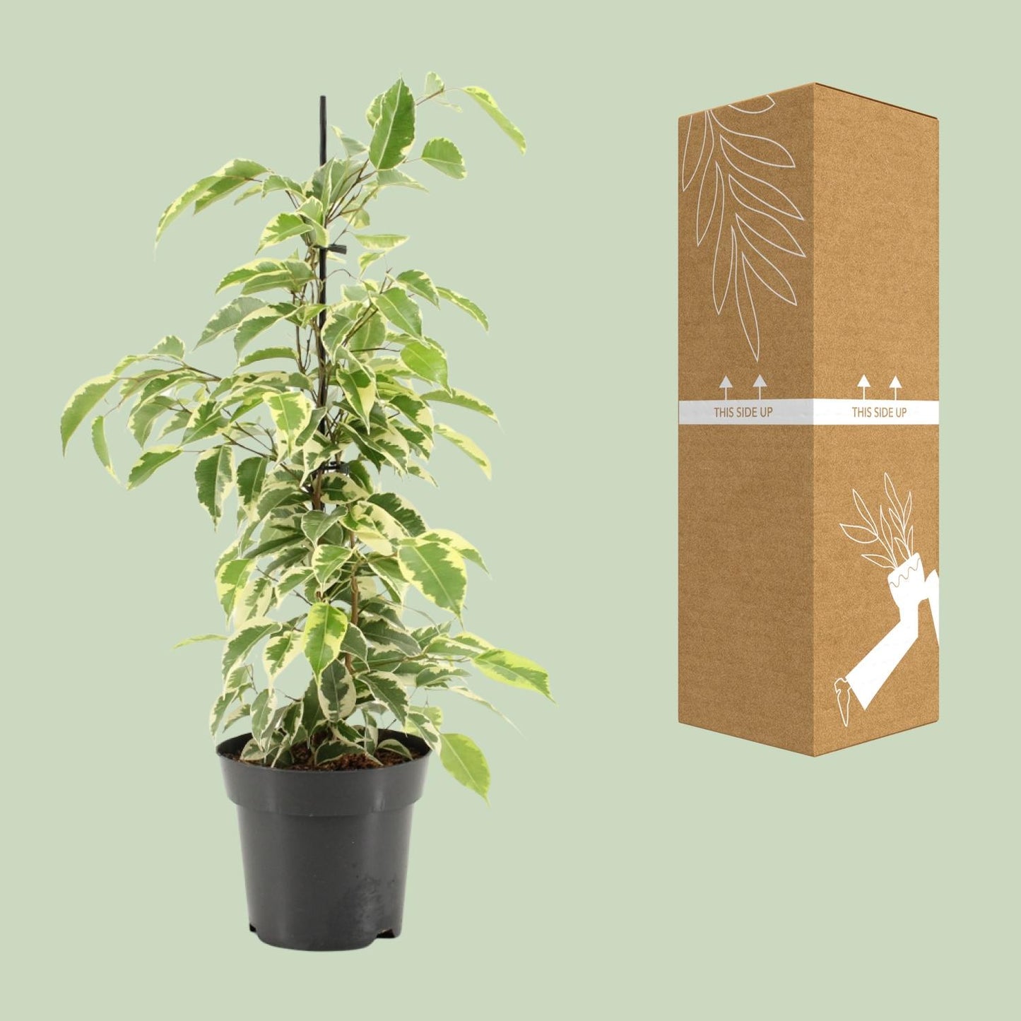 Ficus Benjamina Samantha - Ø14cm - ↕55cm