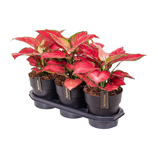 Aglaonema Red Joy - Ø19cm - ↕40cm