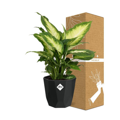 Dieffenbachia ‘Camilla’ in 14cm b.for rock living black