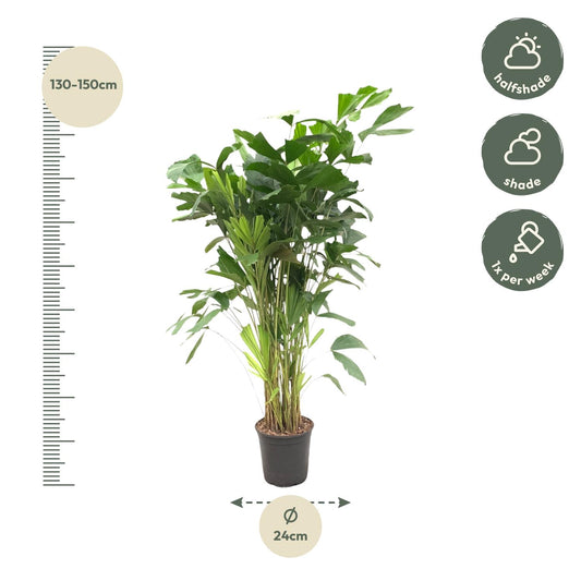 Fischschwanzpalme 140 cm – Exotische Zimmerpflanze