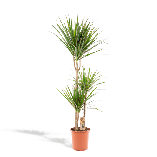 Drachenbaum 120 cm – Stilvolle & pflegeleichte Zimmerpflanze