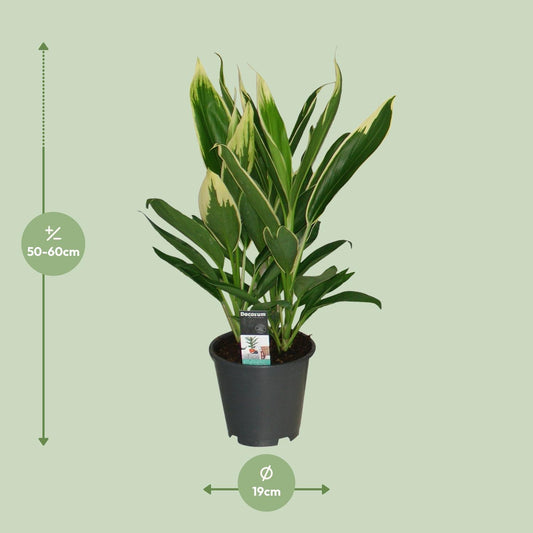 Cordyline New Conga - Ø19cm - ↕60cm