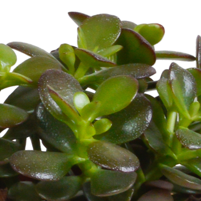 Crassula-Mischung 10,5 cm - 3x - zonder pot