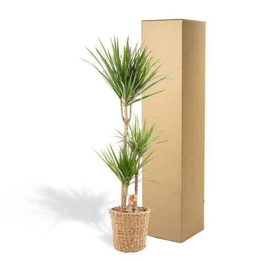 Drachenbaum 'Marginata' 120 cm im dekorativen Korb