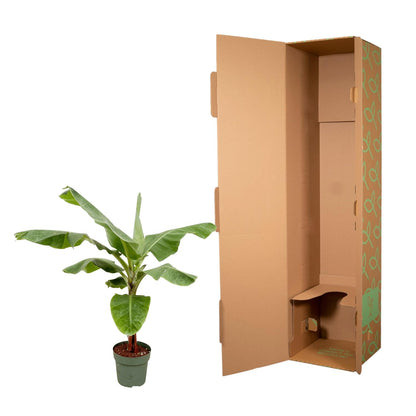 Bananenstaude 170 cm – Tropische, stilvolle Zimmerpflanze