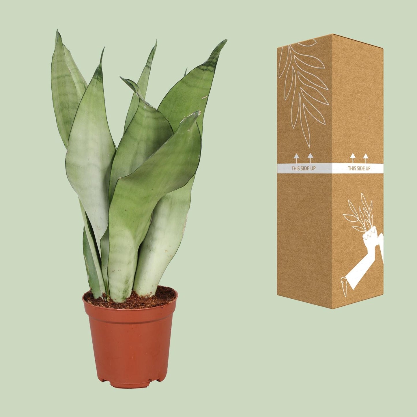 Sansevieria Trifasciata Moonshine - Ø12cm - ↕30cm