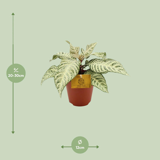 Aphelandra White Wash - Ø25cm - ↕12cm