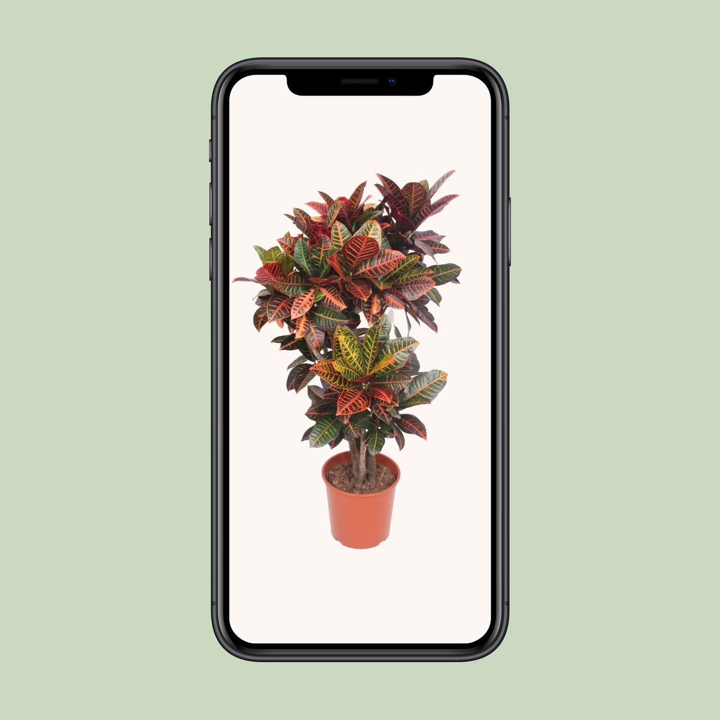 Codiaeum Petra (Croton Petra) - Ø30cm - ↕130cm