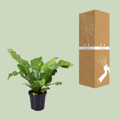 Asplenium Nidus - Ø17cm - ↕45cm