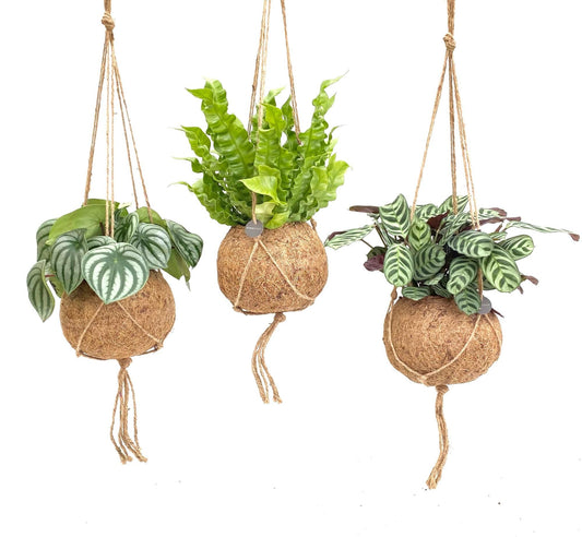 Kokodama Jungle Mix - 3 Stücke - Ø17cm - ↕28cm