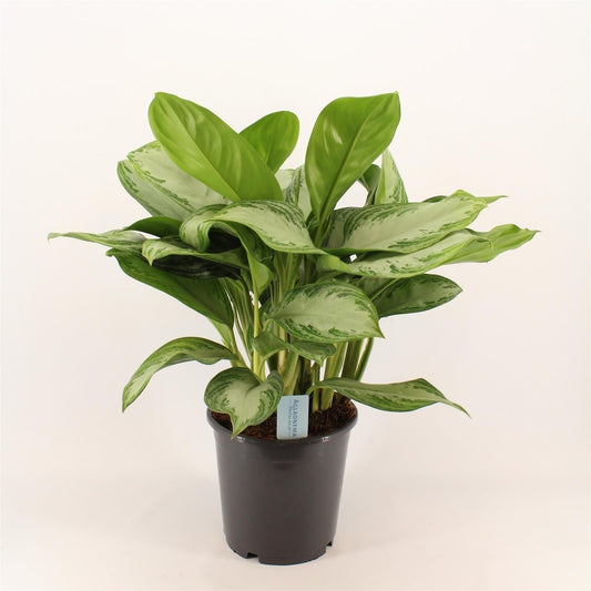 Green Agla 'Silver Bay' (Aglaonema)