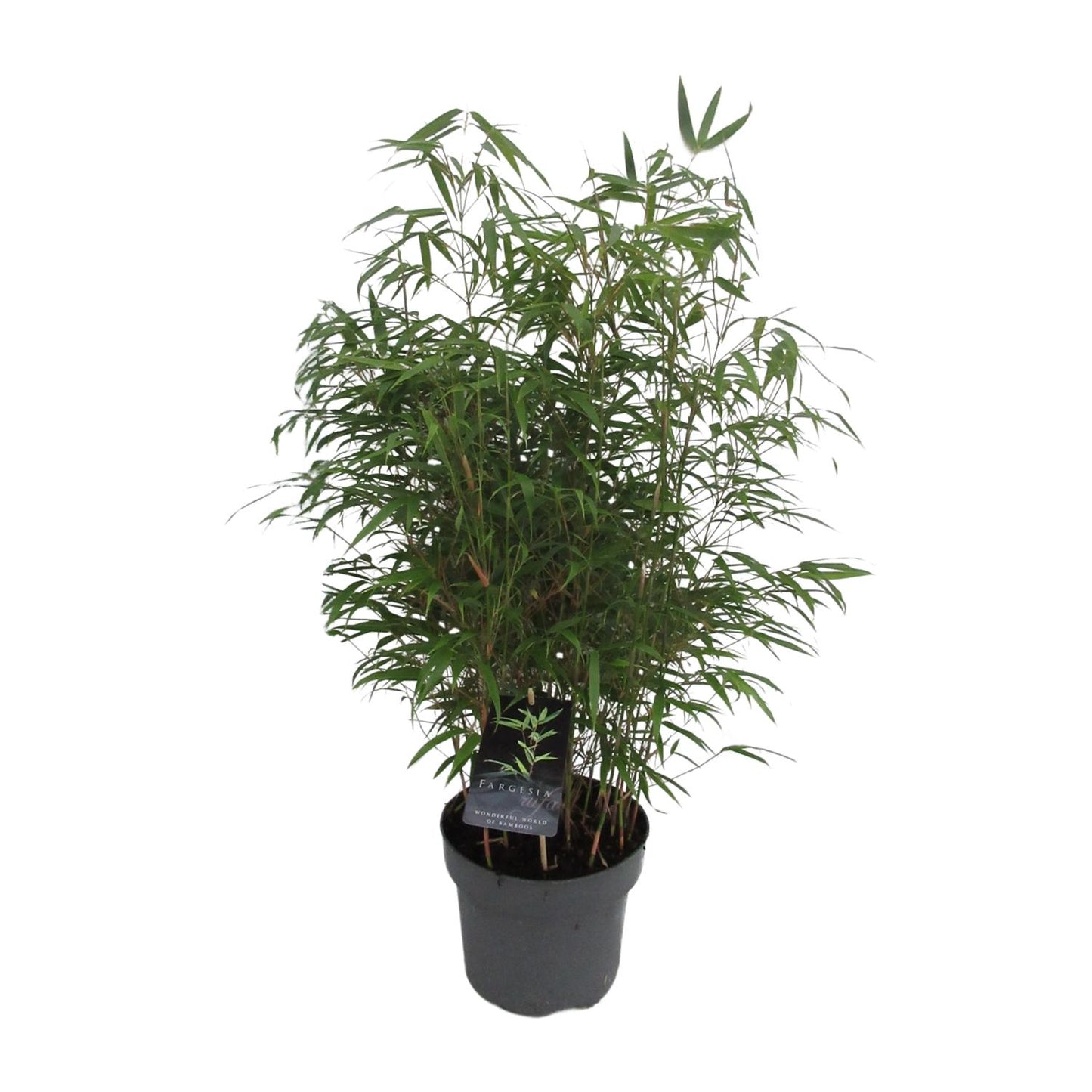 Fargesia Rufa C5 - Niet - Woekerende Bamboe - Ø23cm - ↕95cm