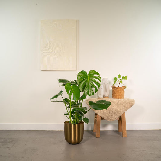 Monstera Deliciosa + Topf Mayk Gold - ↨80cm - Ø21cm