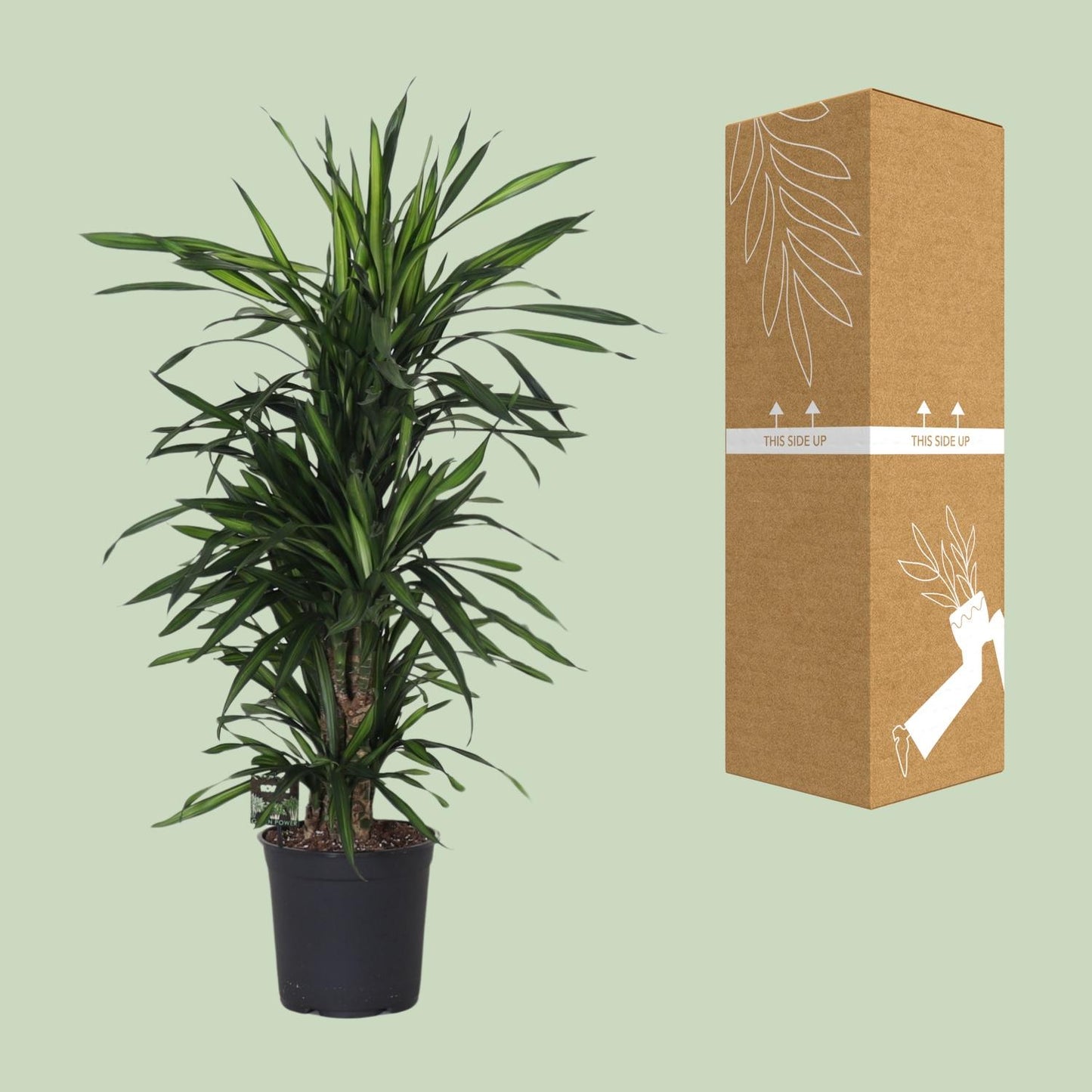 Dracaena Frag. Rikii - Ø27cm - ↕120cm