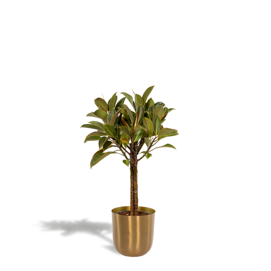 Ficus elastica Melany Stamm + Topf Mayk Gold - ↨90cm - Ø21cm