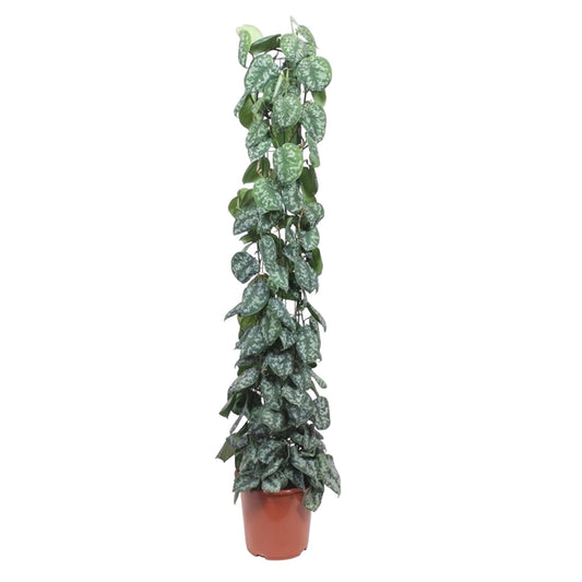 Efeutute 'Trebie' am Rankgitter – 160 cm dekorative Zimmerpflanze