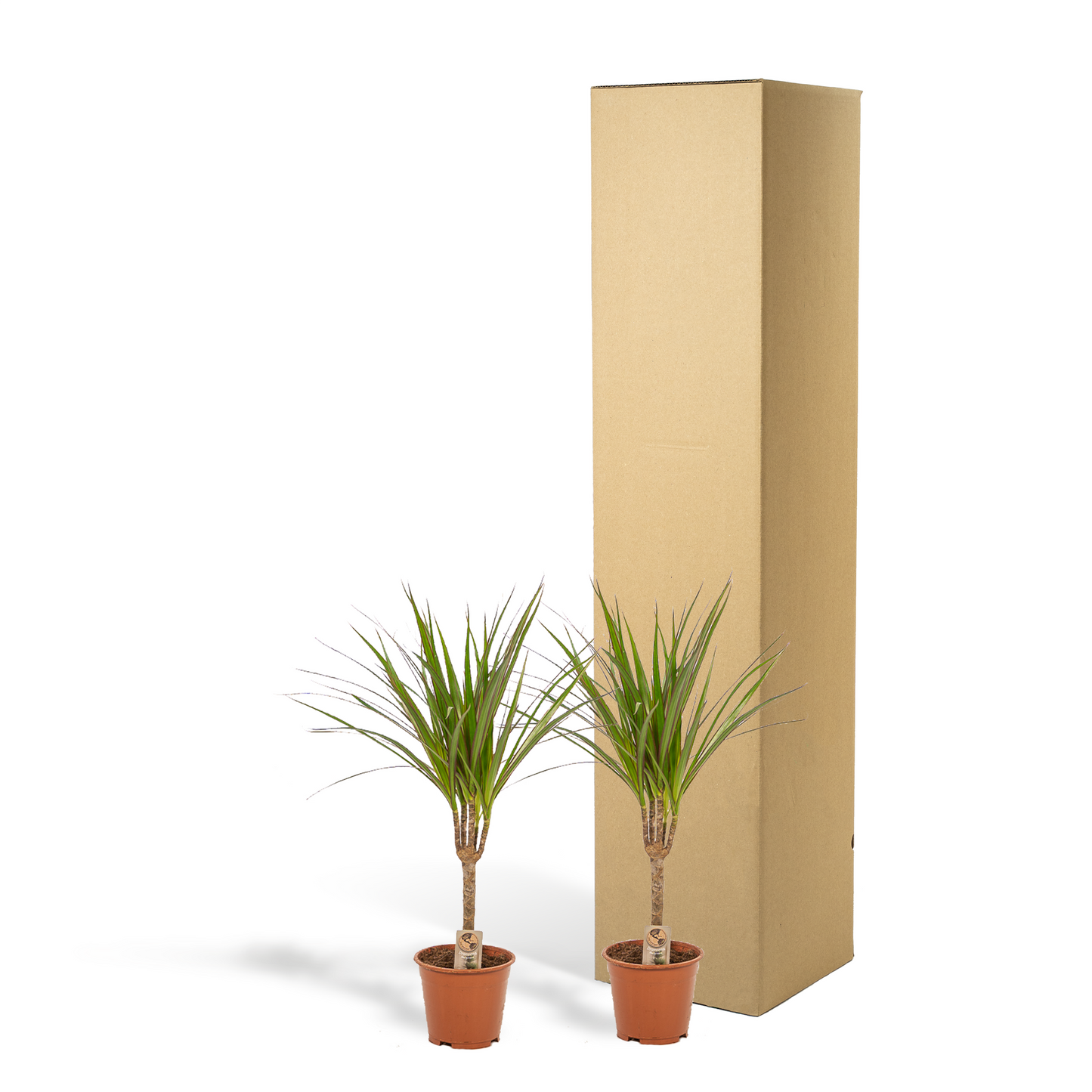 Drachenbaum Duo 60 cm – Luftreinigende Zimmerpflanze