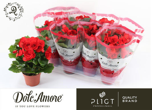 Begonia Baladin P12 Dolc'Amore® - Ø12cm - ↕28cm