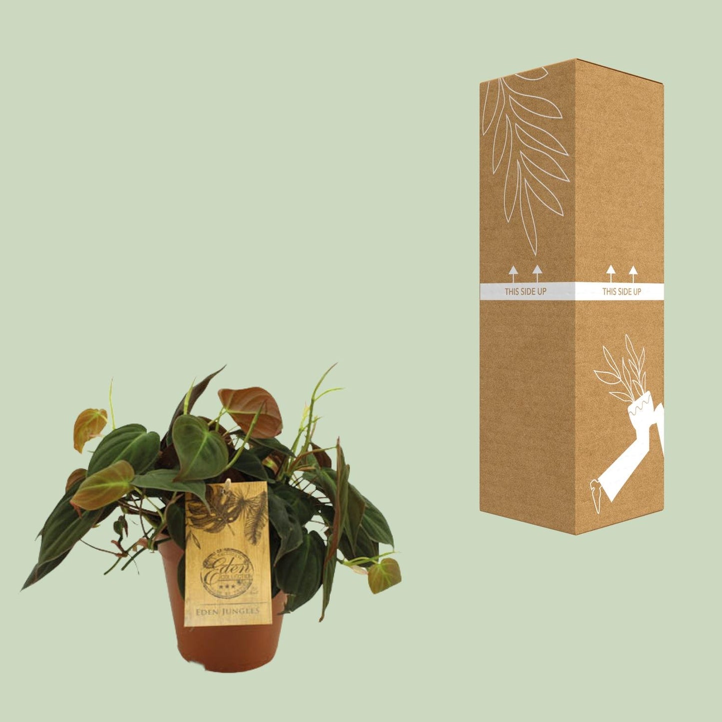 Philodendron Micans - Ø15cm - ↕40cm