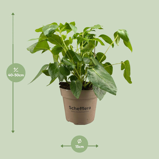 Schefflera Artinolphylla - Ø15cm - ↕45cm