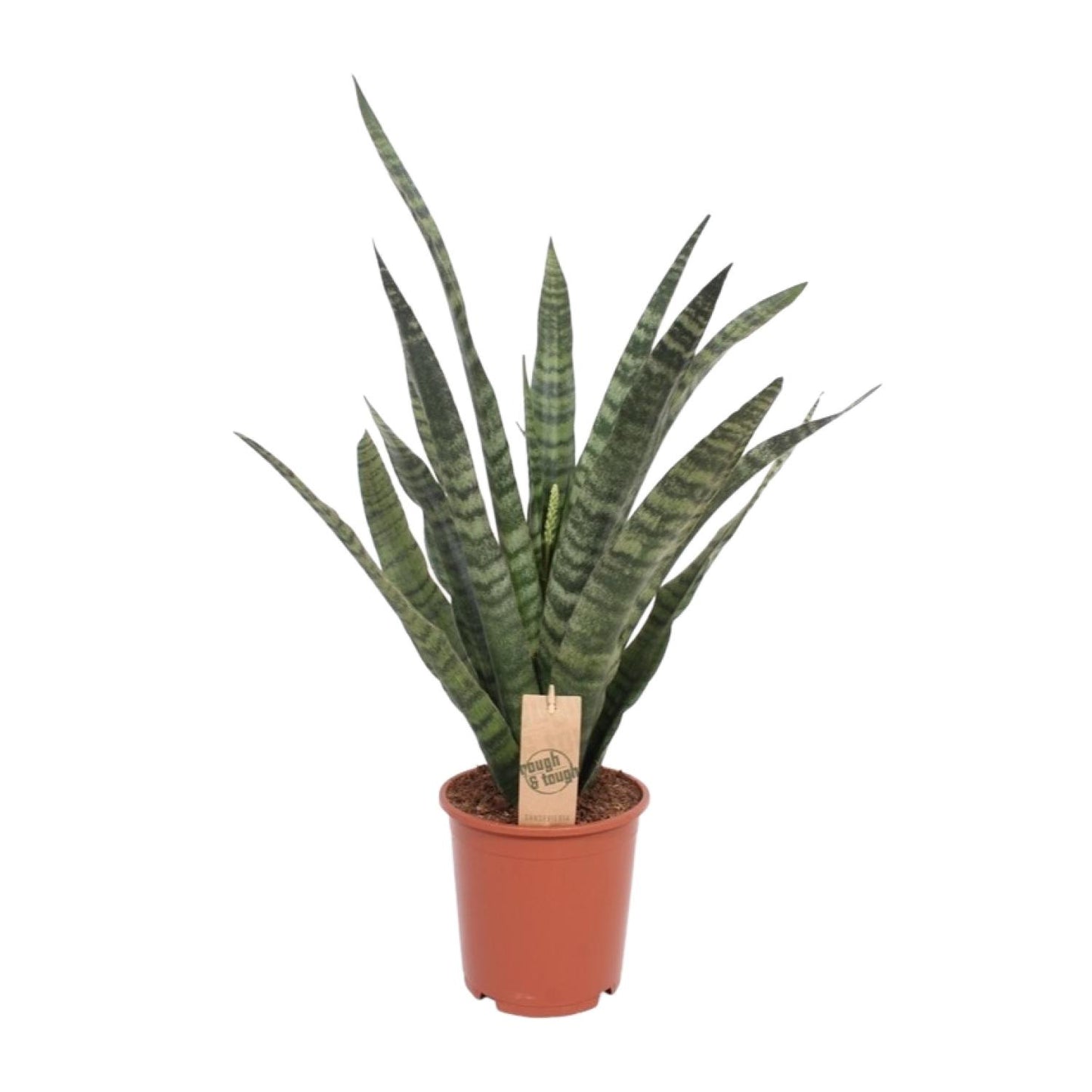 Sansevieria Diamond Green - Ø19cm - ↕60cm