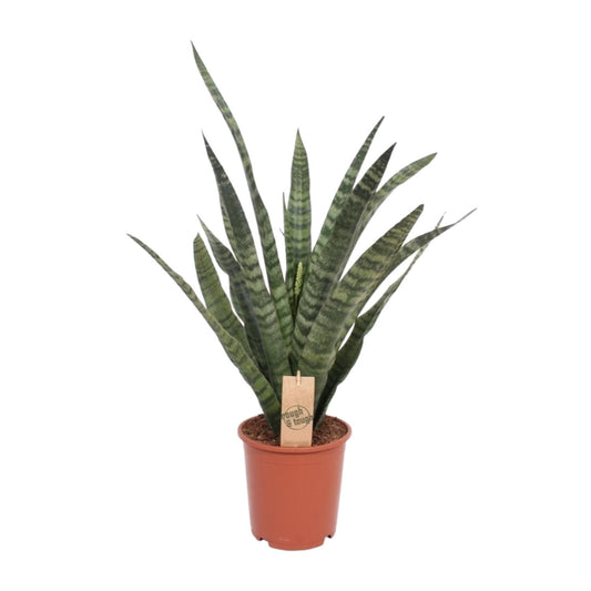 Sansevieria Diamond Green - Ø19cm - ↕60cm