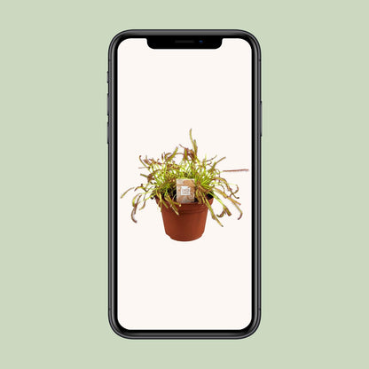 Drosera Capensis - Ø12cm - ↕17cm