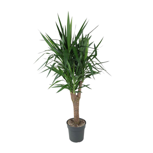 Yucca Elefantipes 150 cm – Eleganter Elefantenfuß im Topf