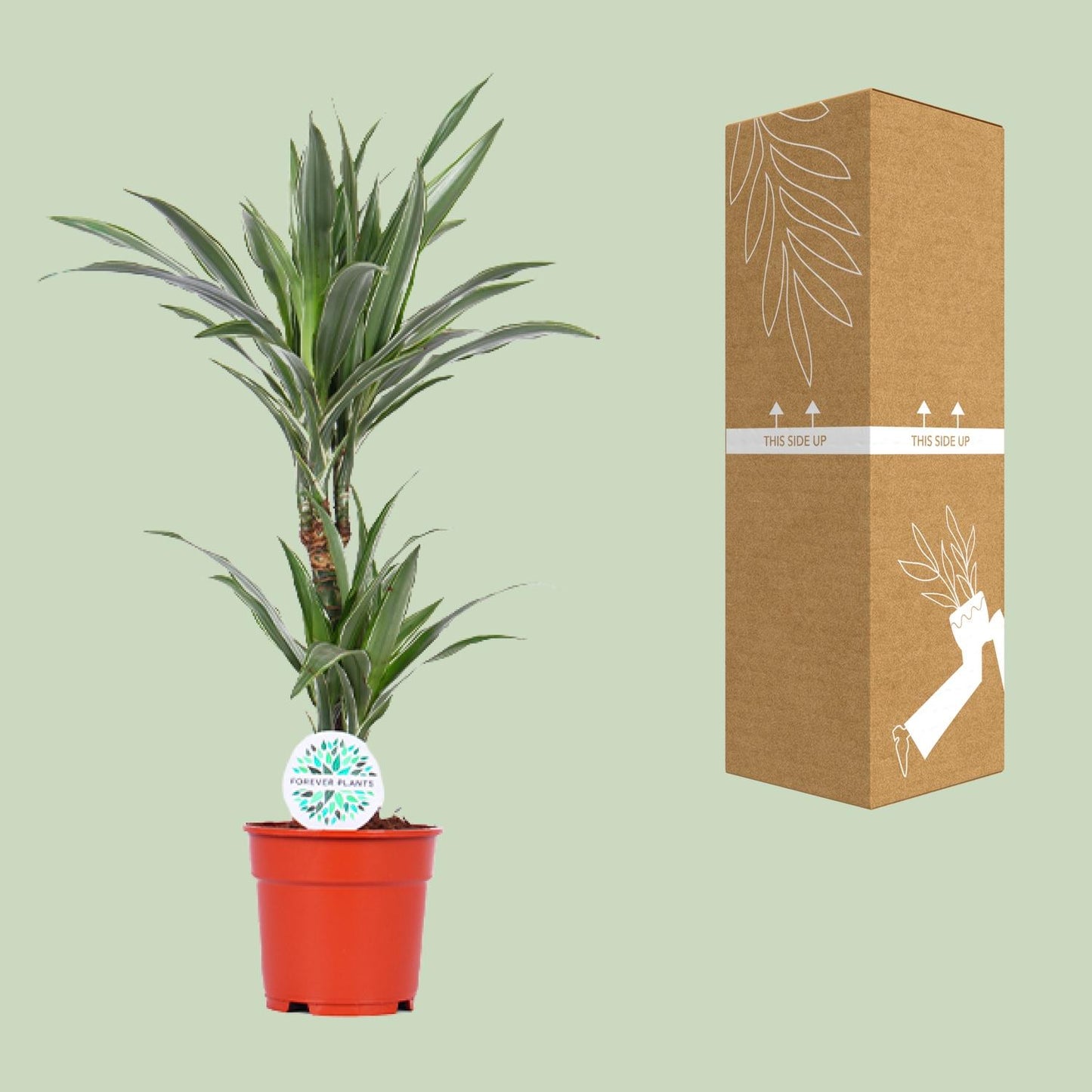 Dracaena Warneckei - Ø17cm - ↕65cm