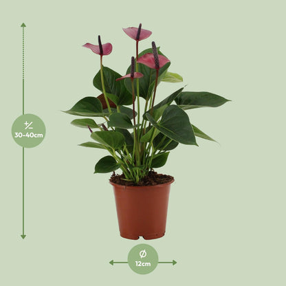 Anthurium Baby Purple In Transparant Sleeve - Ø12cm - ↕36cm