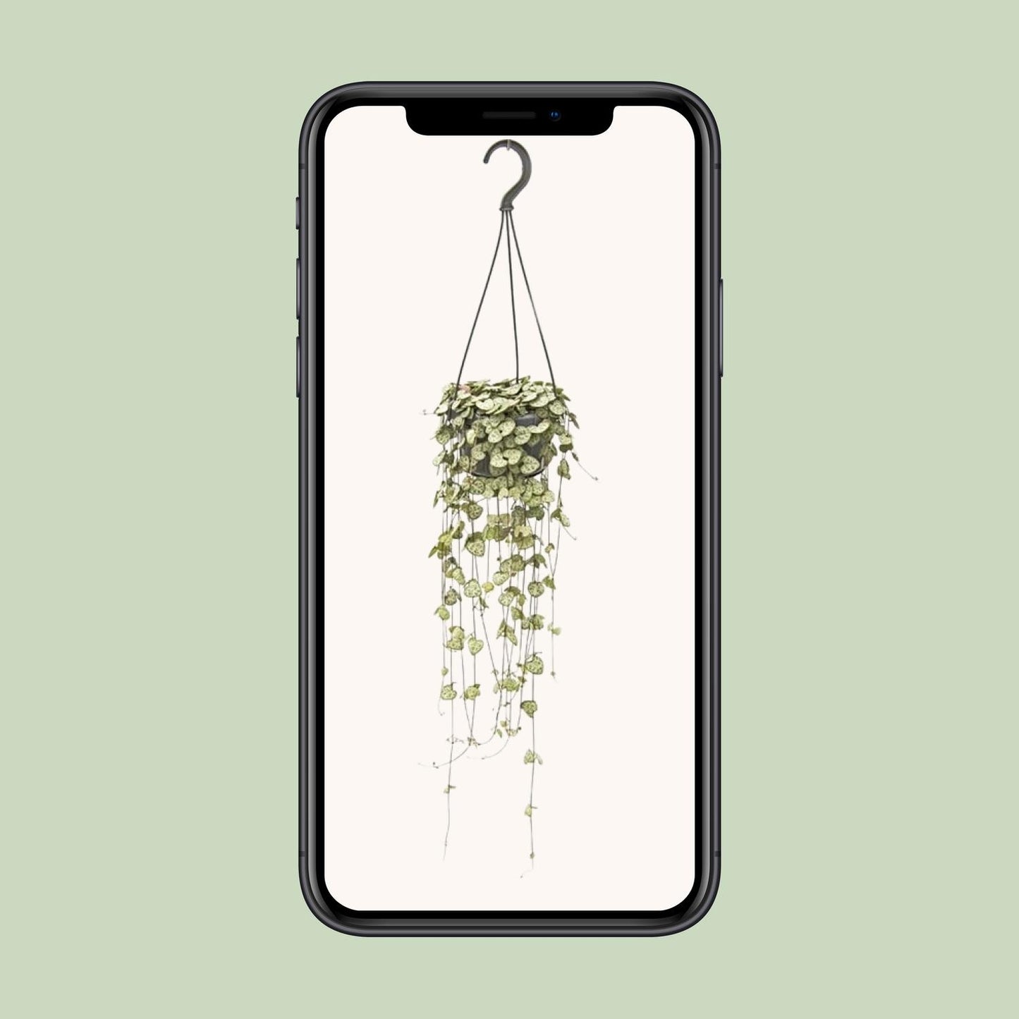Ceropegia Woodii Hang - Ø14cm - ↕50cm
