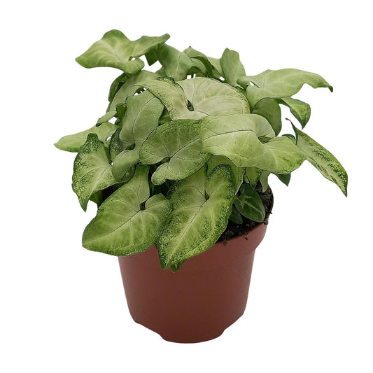 Syngonium 'White Butterfly' - Ø13cm - ↕25cm