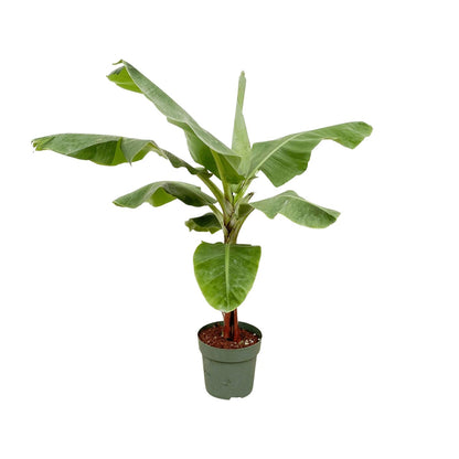 Bananenstaude 170 cm – Tropische, stilvolle Zimmerpflanze