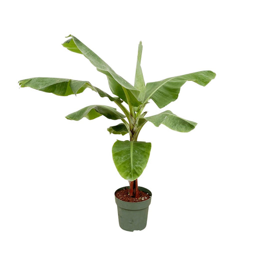 Bananenstaude 170 cm – Tropische, stilvolle Zimmerpflanze